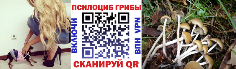 Псилоцибиновые грибы мицелий  Фёдоровский 